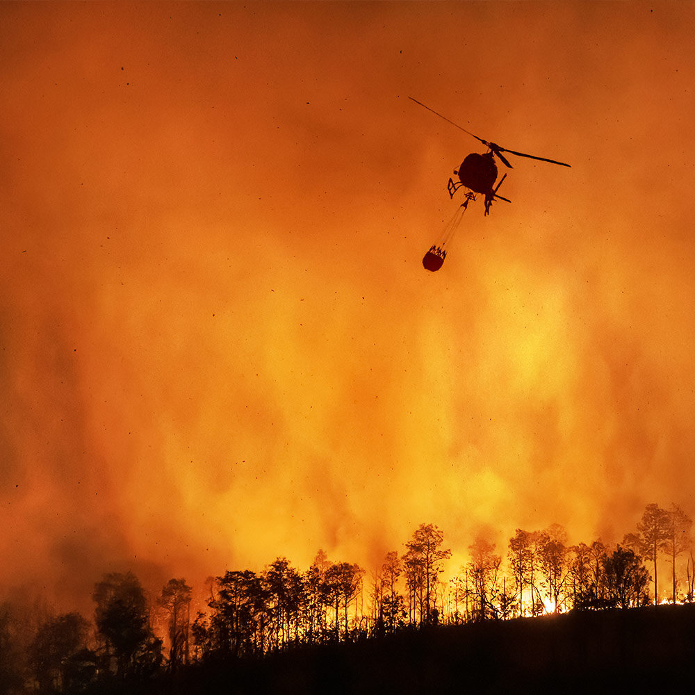 Disaster in the South: Help People and Pet Victims of Wildfires