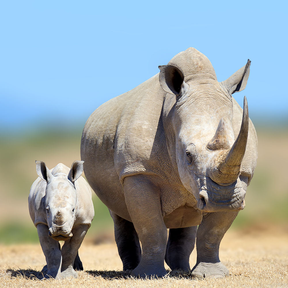 Act Now Before Critically Endangered Species Disappear