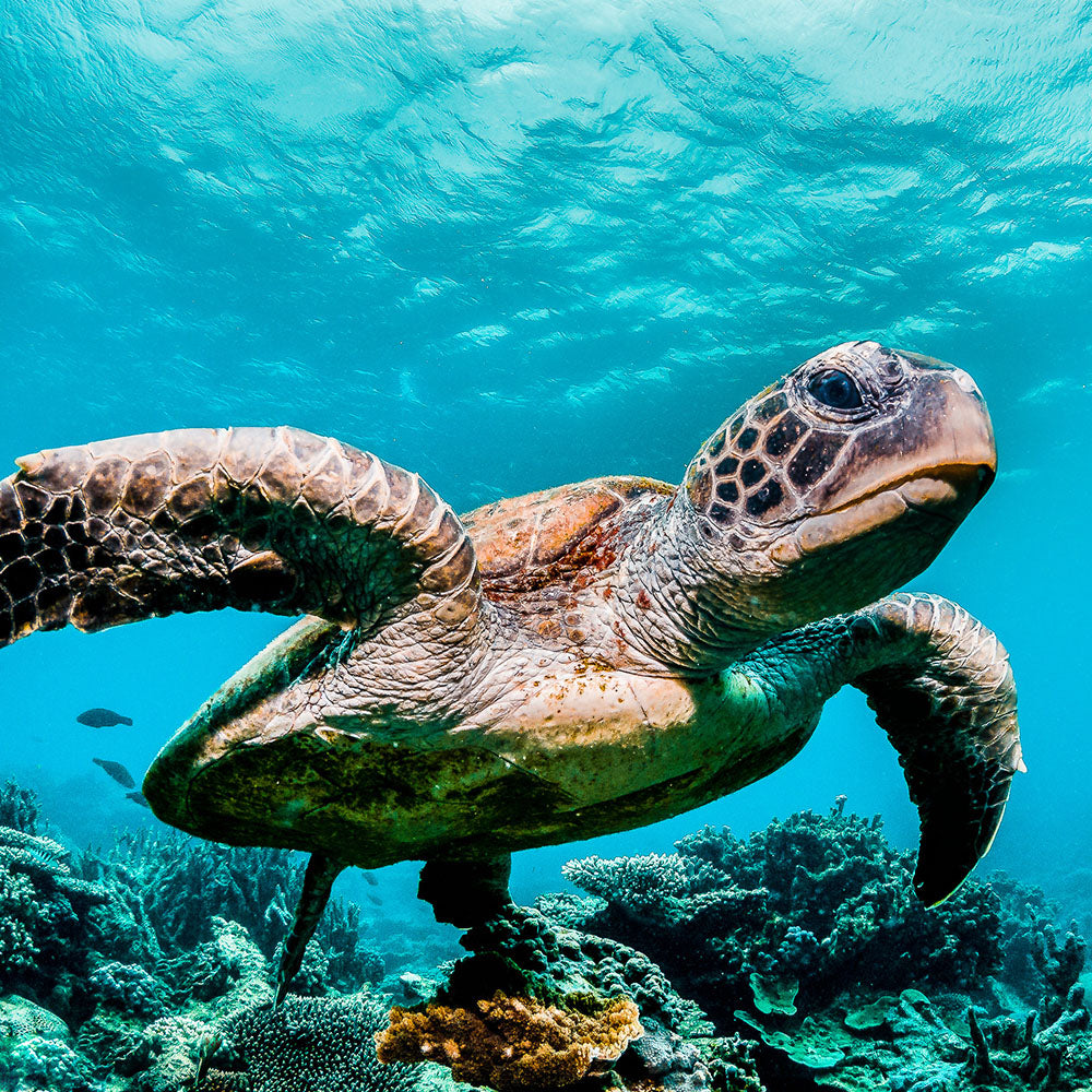 Act Now Before Critically Endangered Species Disappear