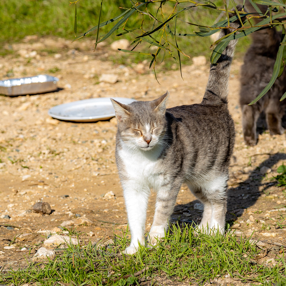 Protect Vulnerable Cats From Extreme Heat