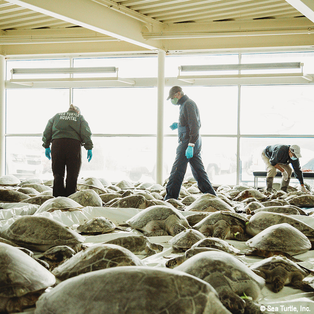 Operation Turtle Takeoff: Help Fly Endangered Sea Turtles to Warm Waters