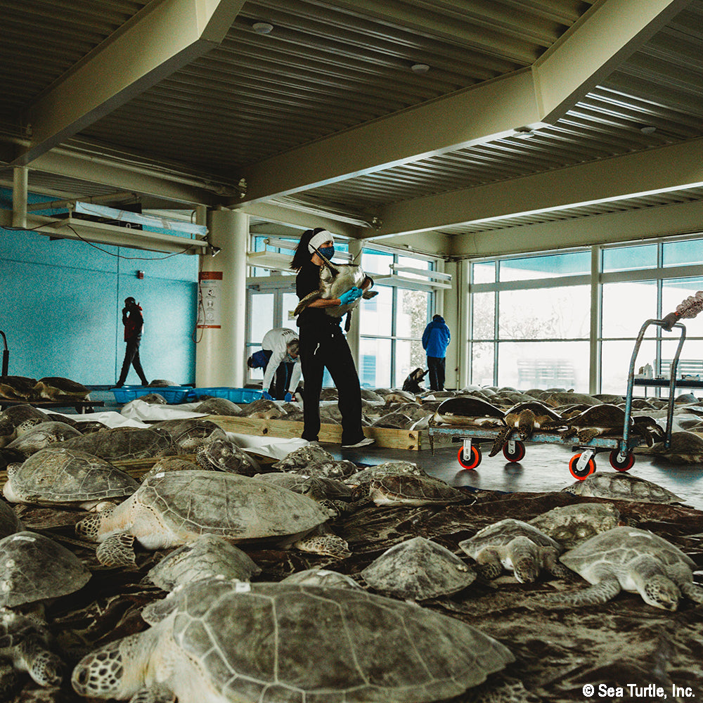 Operation Turtle Takeoff: Help Fly Endangered Sea Turtles to Warm Waters