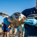 Operation Turtle Takeoff: Help Fly Endangered Sea Turtles to Warm Waters