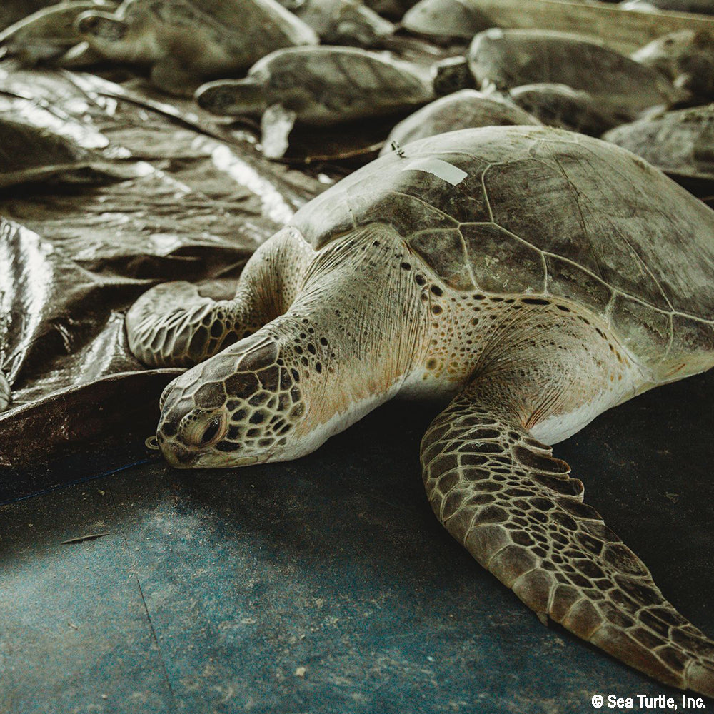 Operation Turtle Takeoff: Help Fly Endangered Sea Turtles to Warm Waters