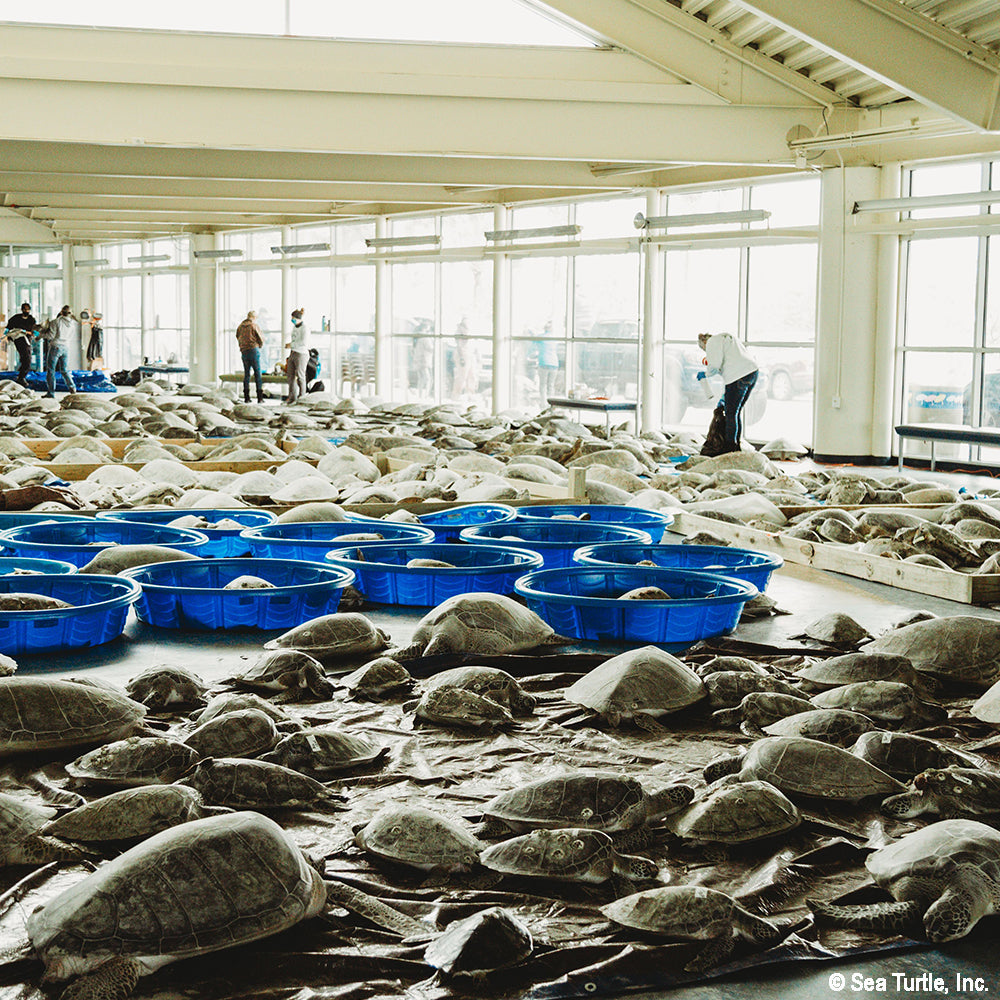 Operation Turtle Takeoff: Help Fly Endangered Sea Turtles to Warm Waters