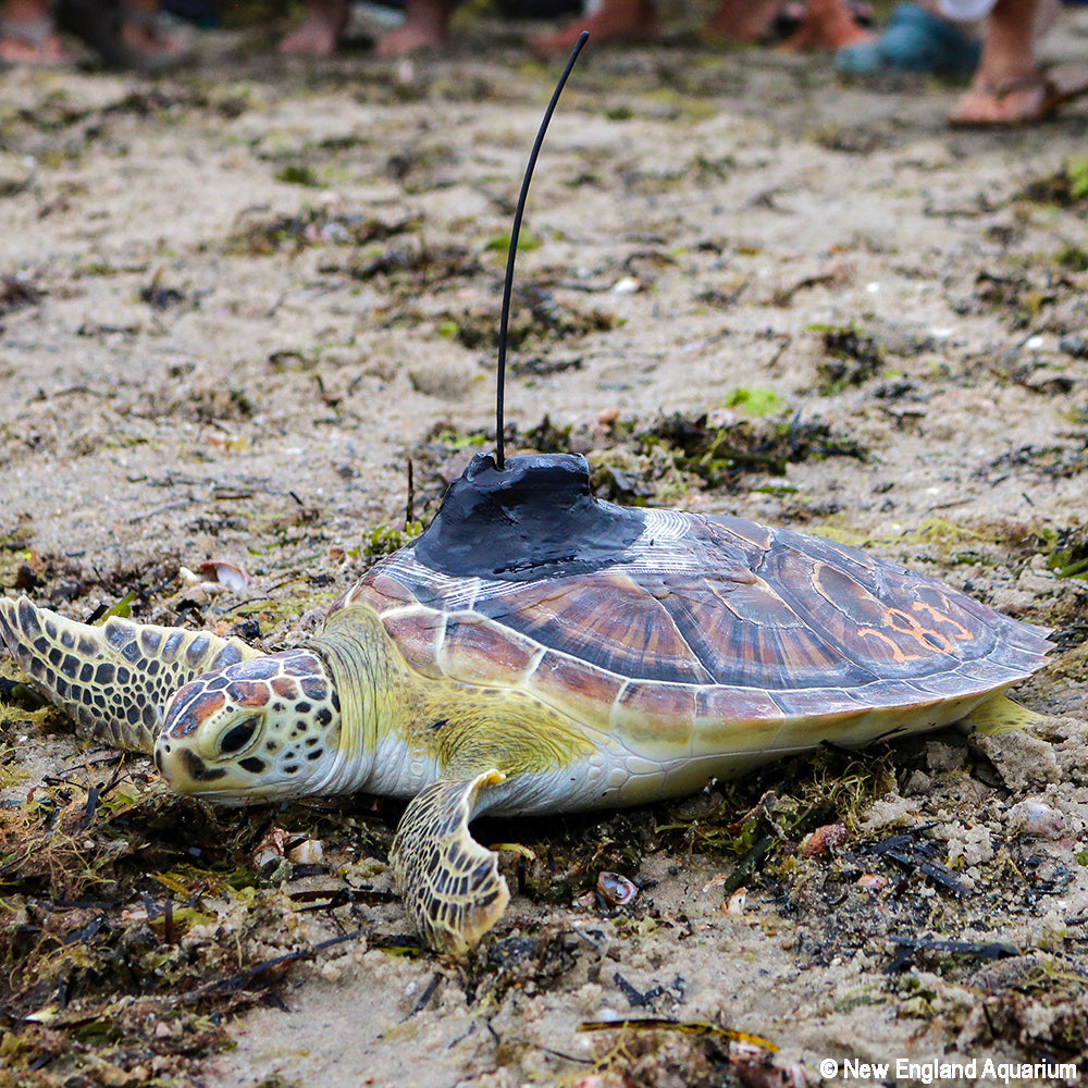 Operation Turtle Takeoff: Help Fly Endangered Sea Turtles to Warm Waters