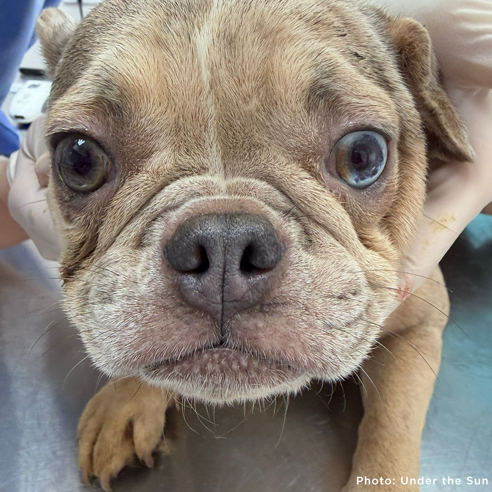 Funded: Provide Care for 54 Dogs Rescued from Horrifying Breeding Farm