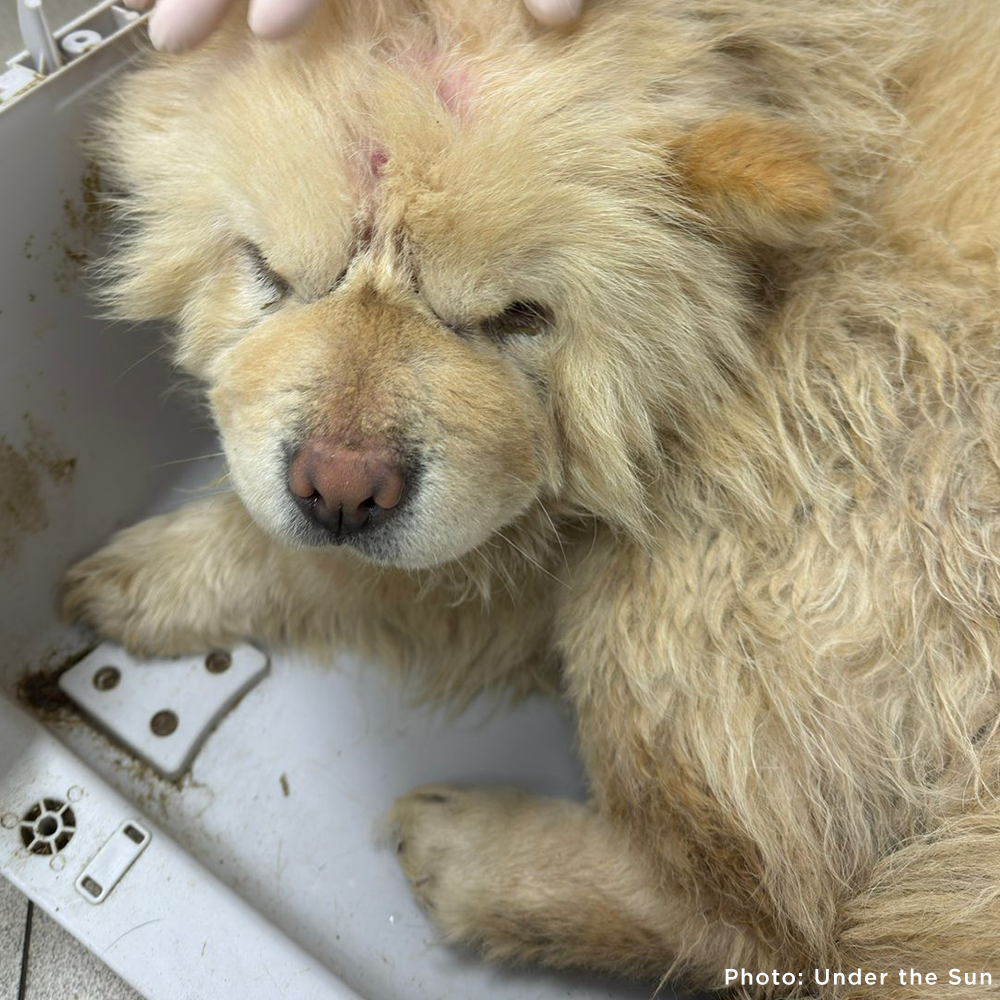Funded: Provide Care for 54 Dogs Rescued from Horrifying Breeding Farm