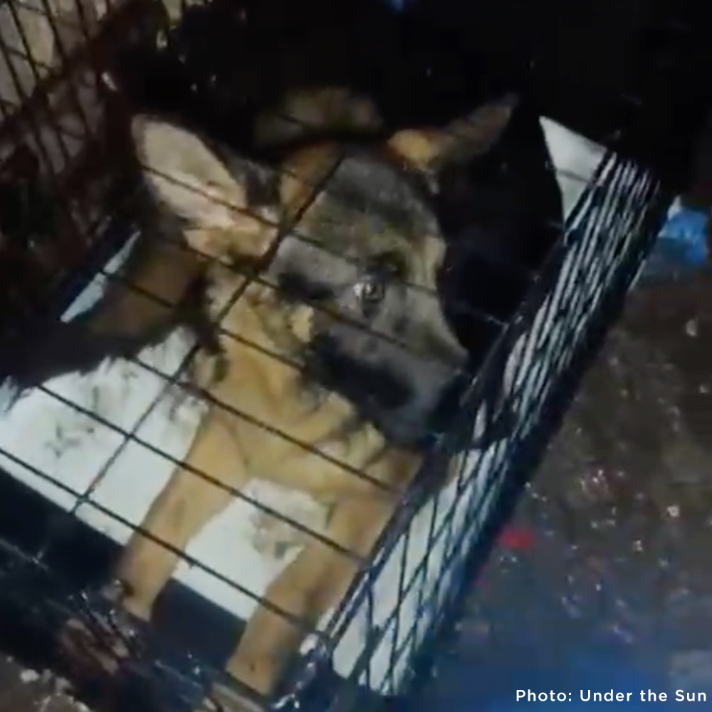 Funded: Provide Care for 54 Dogs Rescued from Horrifying Breeding Farm