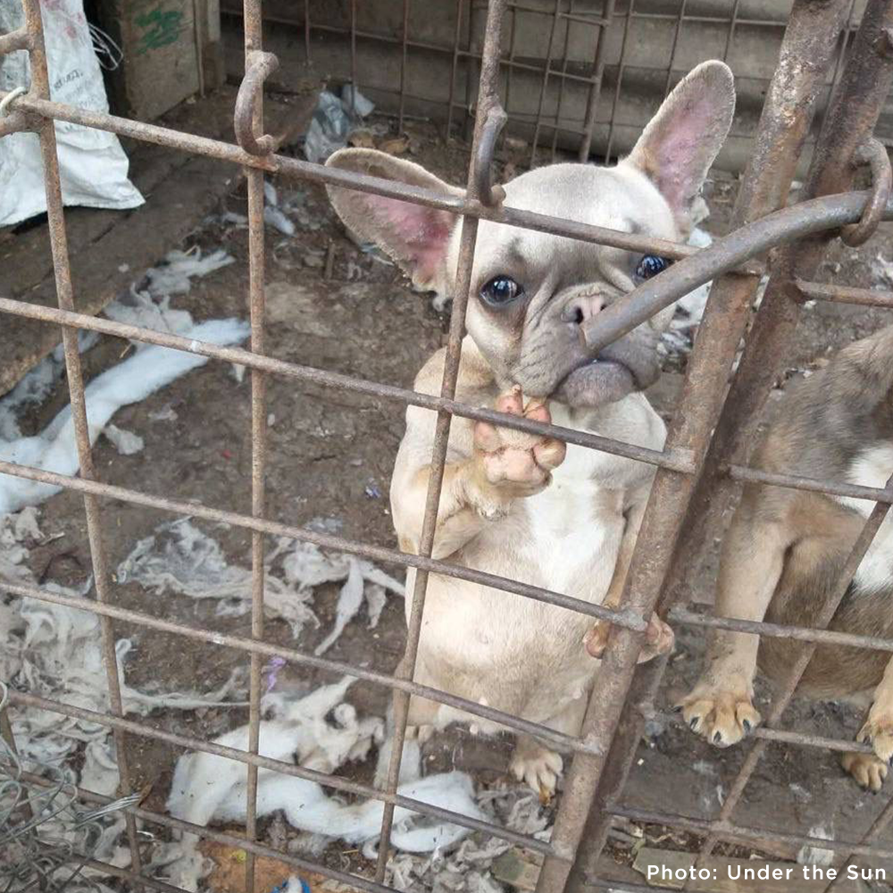 Funded: Provide Care for 54 Dogs Rescued from Horrifying Breeding Farm